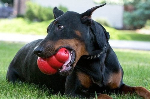 dog toys for aggressive chewers